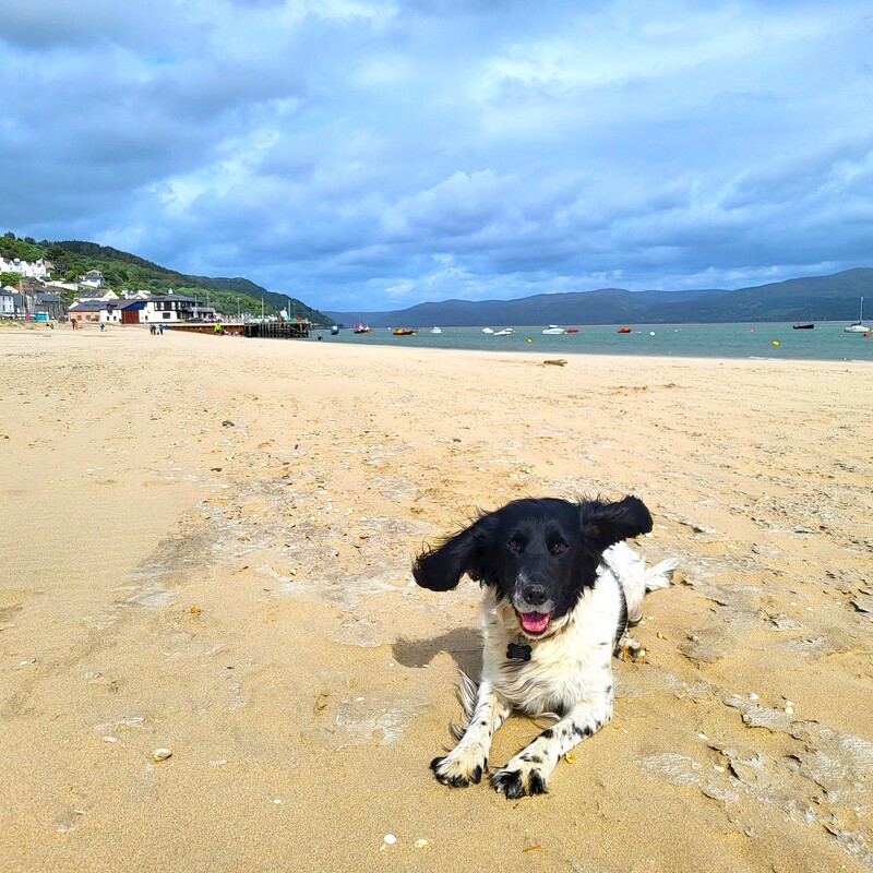 Host's dog enjoying the beach. Dog friendly!
